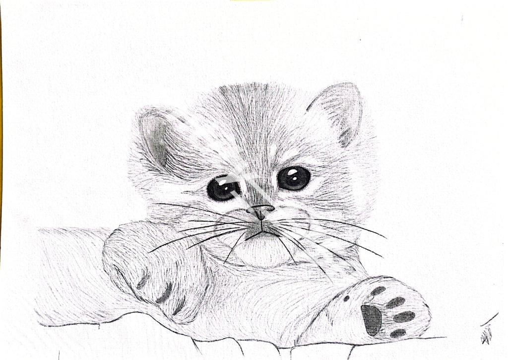 Dessin « Chaton »