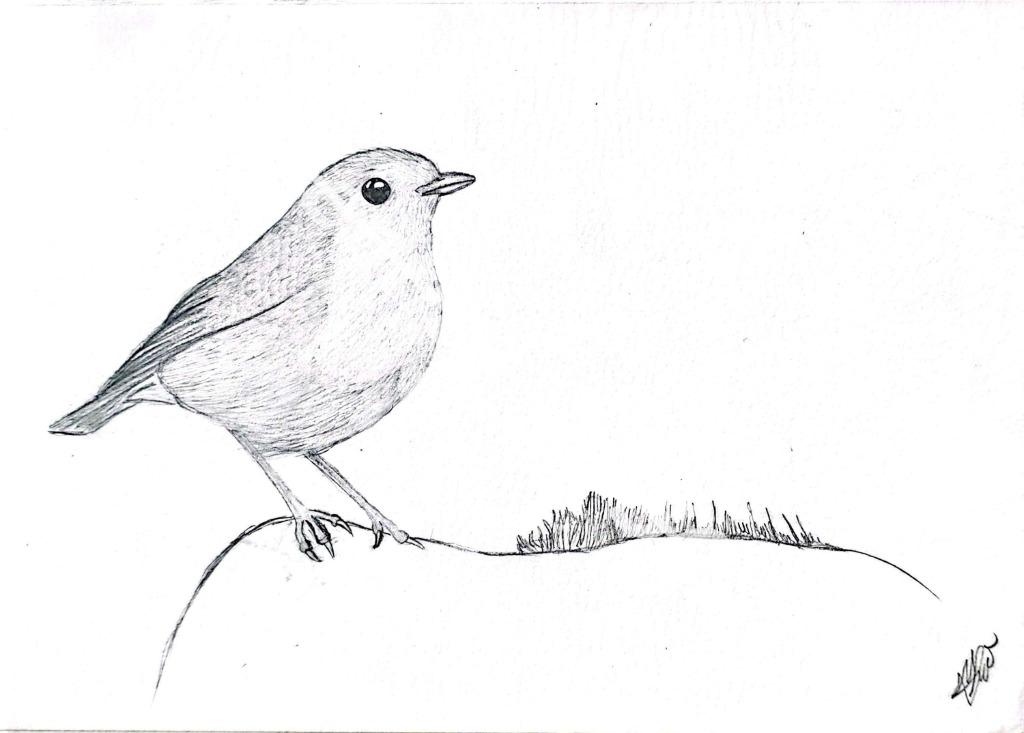 Dessin « Rouge-Gorge »