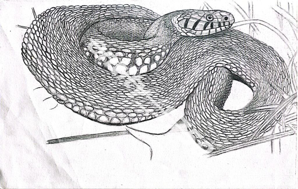 Dessin « Serpent »